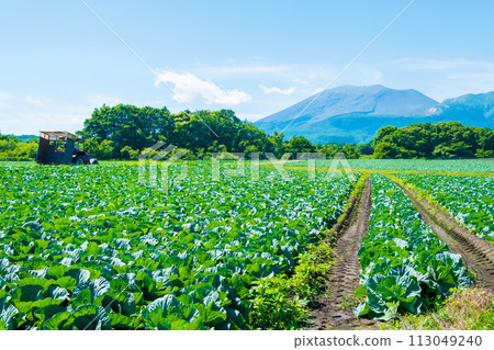 嬬戀村的捲心菜田(眺望淺間山) 嬬戀村的捲心菜田(眺望淺間山) 113049240
