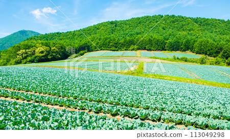 Cabbage field at Tsumagoi Village Cabbage field at Tsumagoi Village 113049298