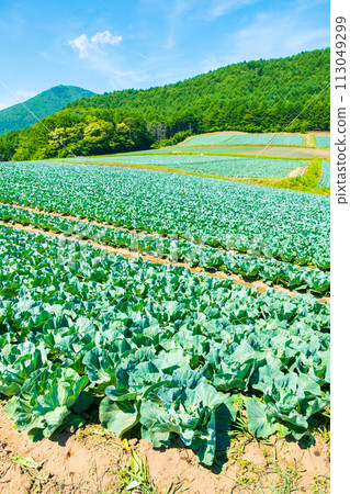 Cabbage field at Tsumagoi Village Cabbage field at Tsumagoi Village 113049299