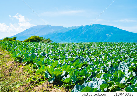 嬬戀村的捲心菜田（眺望淺間山） 113049333