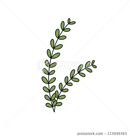 A green leafy plant with a stem 113049363