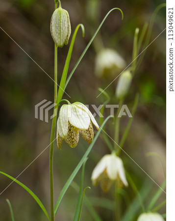 Medicinal Fritillaria Medicinal Fritillaria 113049621