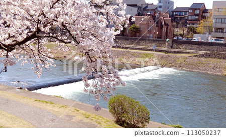 金澤的西川、櫻花與藍天 金澤的西川、櫻花與藍天 113050237