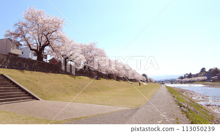 金澤的西川、櫻花與藍天 金澤的西川、櫻花與藍天 113050239