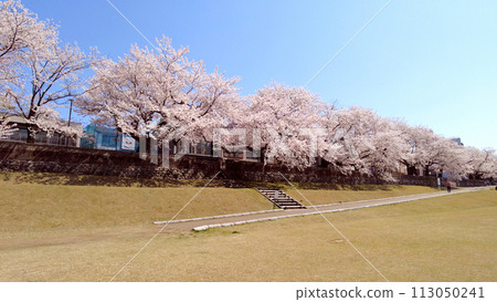 金澤的西川、櫻花與藍天 金澤的西川、櫻花與藍天 113050241