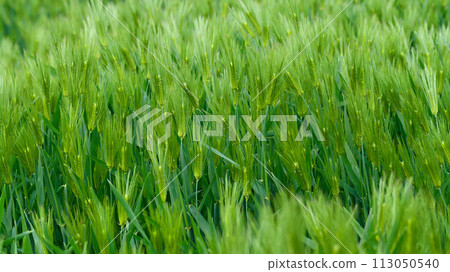 年輕大麥的耳朵 113050540