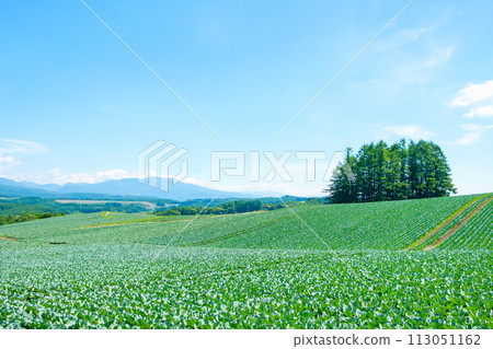 Cabbage field at Tsumagoi Village 113051162