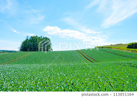 Cabbage field at Tsumagoi Village Cabbage field at Tsumagoi Village 113051164
