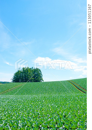 Cabbage field at Tsumagoi Village 113051167