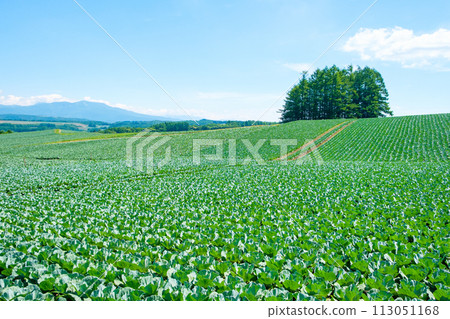 Cabbage field at Tsumagoi Village Cabbage field at Tsumagoi Village 113051168