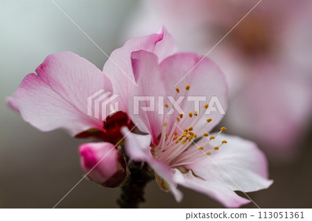 杏仁花和芽 杏仁花和芽 113051361