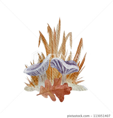 Wild purple mushroom watercolor composition isolated on white. Collybia nuda 113051407
