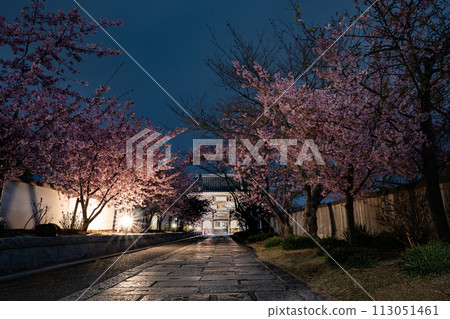 妙輪寺河津櫻花燈火通明 113051461