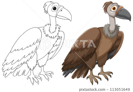 Vulture Illustration: From Sketch to Color Vulture Illustration: From Sketch to Color 113051649