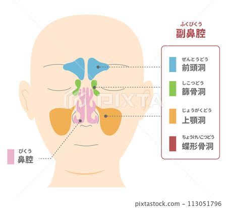 從正面看鼻竇的頭部插圖 113051796