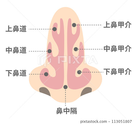 從正面看鼻腔的名稱和結構 113051807