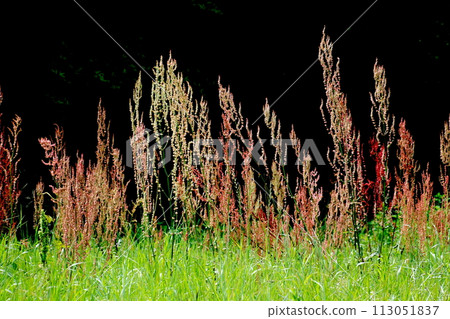 The creak of Kurushima Kaikyo Umajima The creak of Kurushima Kaikyo Umajima 113051837