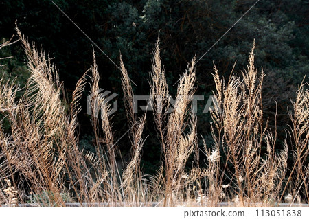 Kurushima Kaikyo Umajima's creaky winter wilt 113051838