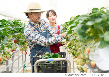 Middle-senior farmer and young woman working in a greenhouse Middle-senior farmer and young woman working in a greenhouse 113051850