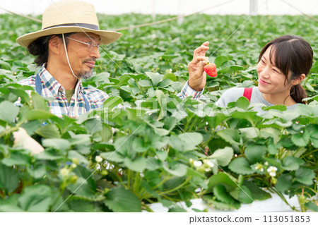 一位經驗豐富的農民和一位微笑的年輕女子在溫室裡收穫草莓 一位經驗豐富的農民和一位微笑的年輕女子在溫室裡收穫草莓 113051853