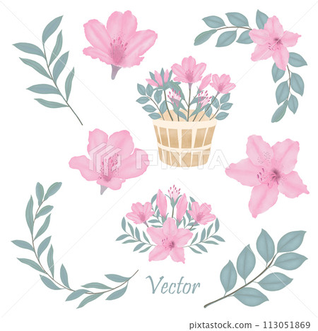 Hand-Drawn Pink Azalea Blooms - Spring Flower Illustration 113051869