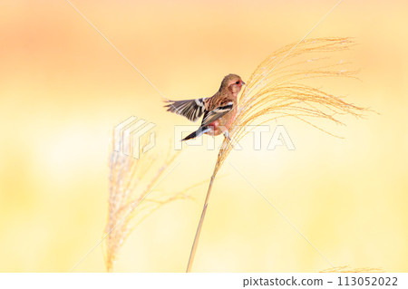 A cute flying moth (Atriidae). At Watarase Reservoir, Tochigi City, Tochigi Prefecture, Japan. Ramsar Convention registration 113052022