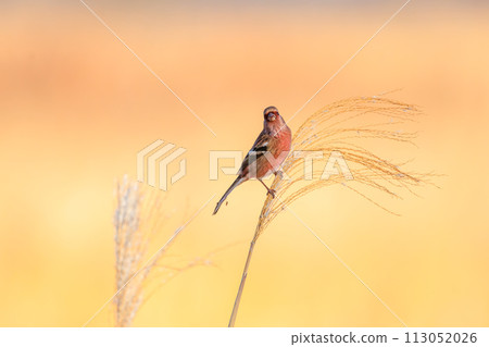 A cute red finch (Finchidae family). At the Watarase Reservoir, Tochigi City, Tochigi Prefecture, Japan. A Ramsar site. 2 113052026