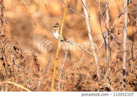 A cute bunting (Bunting family) looking for food. At Watarase Reservoir, Tochigi City, Tochigi Prefecture, Japan. Ramsar Convention registration 113052107