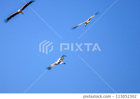 一群美麗的大鸛(鸛科)和其他飛行的鳥。位於日本栃木縣栃木市渡良瀨水庫。 一群美麗的大鸛(鸛科)和其他飛行的鳥。位於日本栃木縣栃木市渡良瀨水庫。 113052302