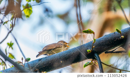 Thrush Nightingale, Luscinia luscinia. A bird sits on a tree branch and sings Thrush Nightingale, Luscinia luscinia. A bird sits on a tree branch and sings 113052426