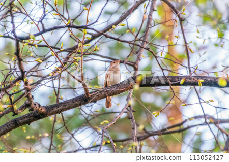 Thrush Nightingale, Luscinia luscinia. A bird sits on a tree branch and sings Thrush Nightingale, Luscinia luscinia. A bird sits on a tree branch and sings 113052427