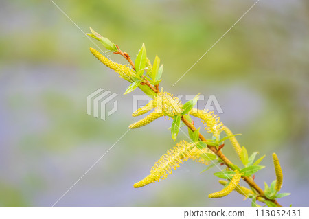Nature awakes in spring. Blooming willow twigs and furry willow-catkins, so called seals or cats. Holly willow, Salix caprea, is a national symbol of Ukraine. Nature awakes in spring. Blooming willow twigs and furry willow-catkins, so called seals or cats. Holly willow, Salix caprea, is a national symbol of Ukraine. 113052431