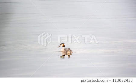 The waterfowl bird Great Crested Grebe swimming in the calm lake The waterfowl bird Great Crested Grebe swimming in the calm lake 113052433