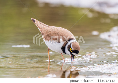 Little ringed plover (Charadrius dubius), bird standing on the lake shore Little ringed plover (Charadrius dubius), bird standing on the lake shore 113052448