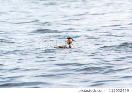 The waterfowl bird Great Crested Grebe swimming in the calm lake The waterfowl bird Great Crested Grebe swimming in the calm lake 113052459