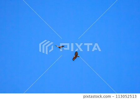Beautiful harriers and buzzards (falcon family) competing in flight. At Watarase Reservoir, Tochigi City, Tochigi Prefecture, Japan. Ramsar Beautiful harriers and buzzards (falcon family) competing in flight. At Watarase Reservoir, Tochigi City, Tochigi Prefecture, Japan. Ramsar 113052513