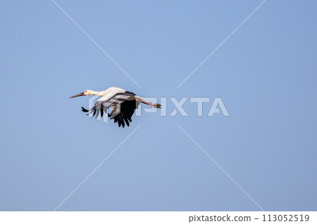 一群美麗的大鸛（鸛科）和其他飛行的鳥。位於日本栃木縣栃木市渡良瀨水庫。 113052519