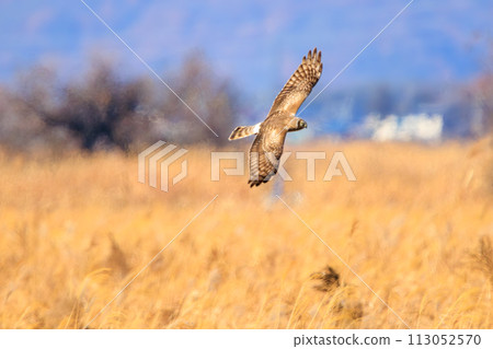 一隻美麗的灰鷹（鷹科）飛過蘆葦床去捕獵。位於日本栃木縣栃木市渡良瀨水庫。 113052570
