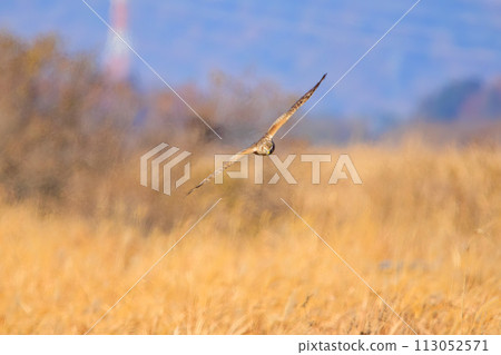 A beautiful northern harrier (Accipitridae) soaring over the reeds to hunt at the Watarase Reservoir, Tochigi City, Tochigi Prefecture, Japan. A beautiful northern harrier (Accipitridae) soaring over the reeds to hunt at the Watarase Reservoir, Tochigi City, Tochigi Prefecture, Japan. 113052571