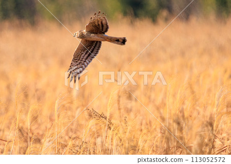 一隻美麗的灰鷹（鷹科）飛過蘆葦床去捕獵。位於日本栃木縣栃木市渡良瀨水庫。 113052572