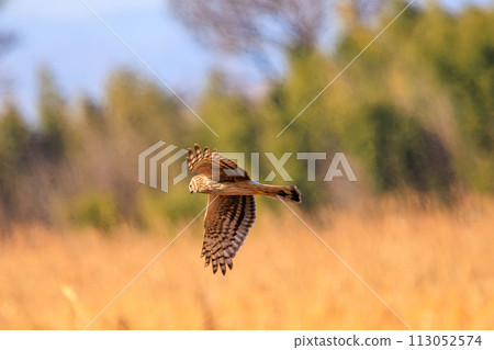 A beautiful northern harrier (Accipitridae) soaring over the reeds to hunt at the Watarase Reservoir, Tochigi City, Tochigi Prefecture, Japan. 113052574