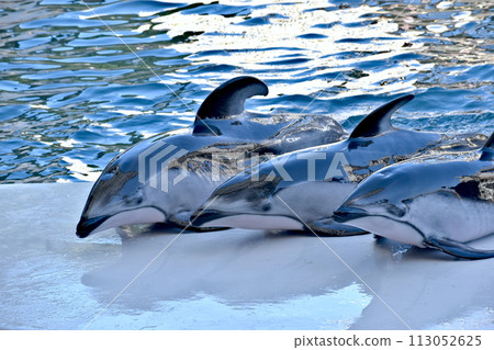 Hyogo Kinosaki Marine World White-faced Dolphin 113052625