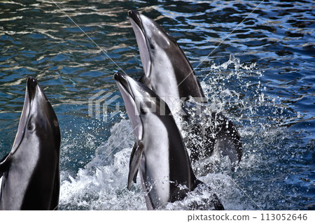 Hyogo Kinosaki Marine World White-faced Dolphin 113052646