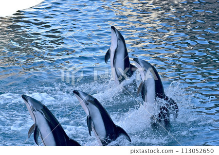 Hyogo Kinosaki Marine World White-faced Dolphin 113052650