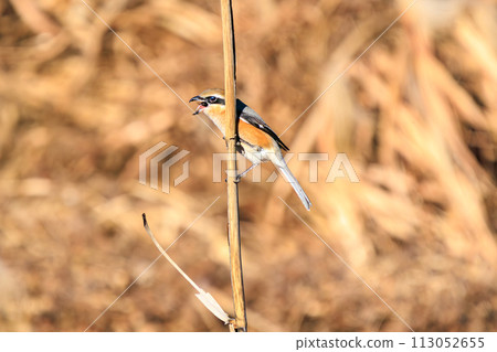 一隻美麗的伯勞鳥(伯勞科)捕獲了獵物。位於日本栃木縣栃木市渡良瀨水庫。拉姆薩爾公約註冊地點 一隻美麗的伯勞鳥(伯勞科)捕獲了獵物。位於日本栃木縣栃木市渡良瀨水庫。拉姆薩爾公約註冊地點 113052655