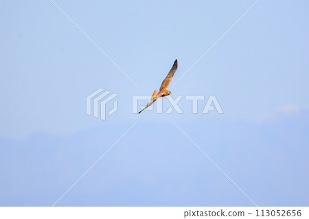 一隻美麗的鷹(鷹科)飛翔去狩獵。位於日本栃木縣栃木市渡良瀨水庫。拉姆薩爾 一隻美麗的鷹(鷹科)飛翔去狩獵。位於日本栃木縣栃木市渡良瀨水庫。拉姆薩爾 113052656