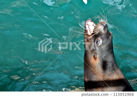 Hyogo Kinosaki Marine World Steller sea lion Hyogo Kinosaki Marine World Steller sea lion 113052908