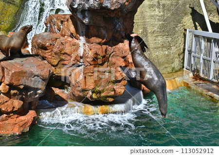 Hyogo Kinosaki Marine World Steller sea lion 113052912