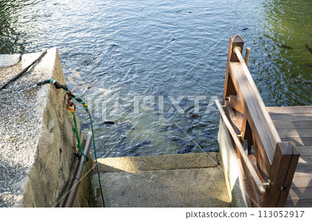 高松城遺址護城河的紅鯛魚 113052917