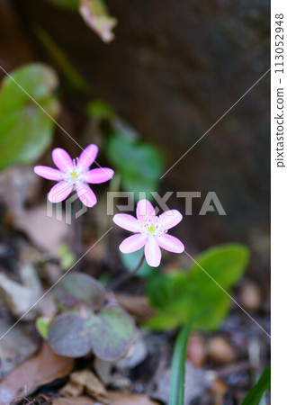 6602 Yukiwarisou 113052948